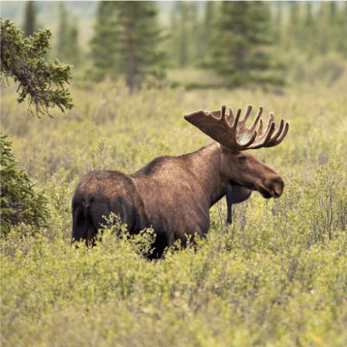 Biodiversity-2-1 (1)